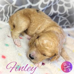 Girl 4 - Apricot Poodle puppy in Scandinavian., Wisconsin from Personal Touch Standard Poodles