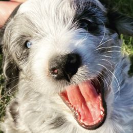 Aussiedoodles and Bernedoodles from GRand Doodles
