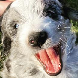Aussiedoodles and Bernedoodles from GRand Doodles