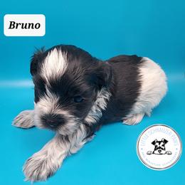 Miniature Schnauzer Puppies from Little Schnauzer Paws