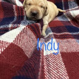 Boy 5 - Labrador Retriever puppy in Moyock, North Carolina from Rose Breyer Retrievers