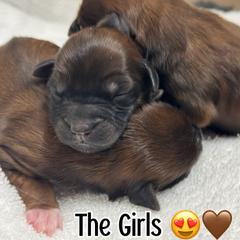 Yellow - Brown female Whoodle puppy in Haughton, Louisiana from Bailey’s Cajun Canines