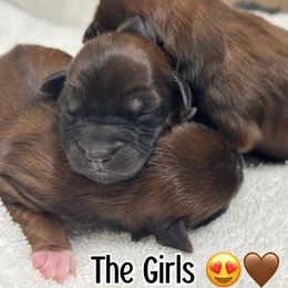 Yellow - Brown female Whoodle puppy in Haughton, Louisiana from Bailey’s Cajun Canines