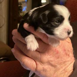 Girl 3 - Black and white female Havanese puppy in Melba, Idaho from Lawson Havanese