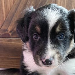 Peter - Black white and tan Old Time Scotch Collie puppy in Mars Hill, North Carolina from Brambly Mountain Farm