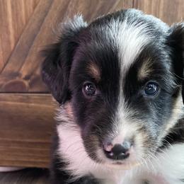 Peter - Black white and tan Old Time Scotch Collie puppy in Mars Hill, North Carolina from Brambly Mountain Farm