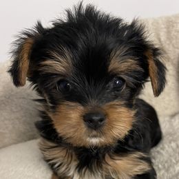 Biewer Terriers, Pomeranians, Poodles, and Yorkshire Terriers from Heartland small breeds