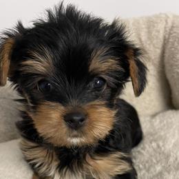 Biewer Terriers, Pomeranians, Poodles, and Yorkshire Terriers from Heartland small breeds