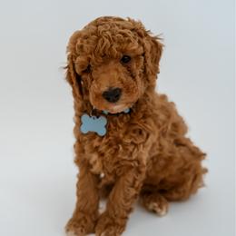 Chase - Red  male Goldendoodle puppy in Springfield, Tennessee from BK3 Miniature Goldendoodles