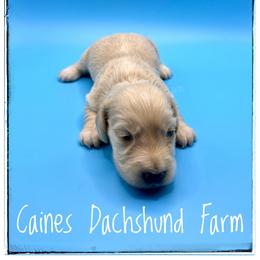 Trixie - Cream female Dachshund puppy in Cincinnati, Ohio from Caines Dachshund Farm