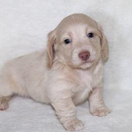 Ross 4000 - Cream male Dachshund puppy in Coldwater, Mississippi from Mississippi Shorties Miniature Dachshunds