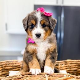 Chili - Merle female Bernedoodle puppy in West Haven, Utah from Split Mountain Doodles