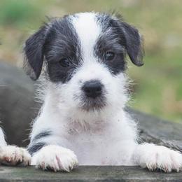 Jack Russell Terrier Puppies from Fleet Street Jack Russell Terriers
