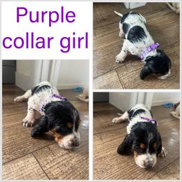 Girl 4 - Black brown and white female Basset Hound puppy in Tahlequah, Oklahoma from HNH Hounds