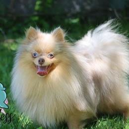 Cosmo - Pomeranian