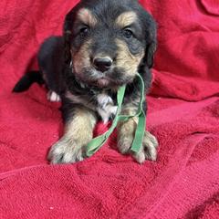 Male Tri Color - male Golden Mountain Dog puppy in Tacoma, Washington from Canyon Meadows Farm