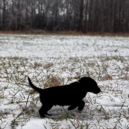 Flat-Coated Retriever Puppies from Flatline Flat-Coated Retrievers