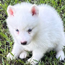 Ivory - White female Siberian Husky puppy in Summerville, South Carolina from Carolina Husky Lodge