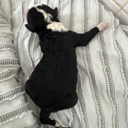 Yellow - Black and white female Sheepadoodle puppy in Kissimmee, Florida from Sunflower Family Farms