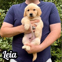 Leia - Golden female Golden Retriever puppy in Salem, Virginia from Virginia Goldens