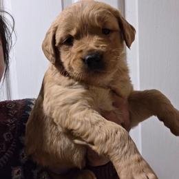 MIA - Golden female Golden Retriever puppy in Milwaukee, Wisconsin from Pedigree Golden Retrievers
