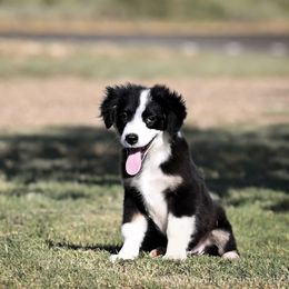 Charlie - Black tri male Miniature American Shepherd puppy in Snyder, Texas from RLA Miniature American Shepherds