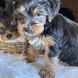 Yorkshire Terrier Puppies from Yuppie Yorkies
