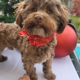 Havanese All Grown Up from HavtaHavRhavanese