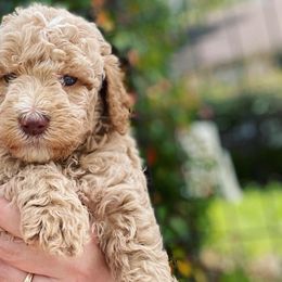 Bernedoodle, Cavalier King Charles Spaniel, and Goldendoodle Puppies from Dandelion Doodles