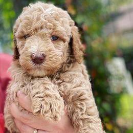 Bernedoodle, Cavalier King Charles Spaniel, and Goldendoodle Puppies from Dandelion Doodles