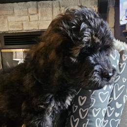Vinny - Chocolate male Goldendoodle puppy in Kansas City, Missouri from Poppy's Doodles
