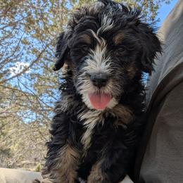 Hagrid - Phantom male Bernedoodle puppy in Indianola, Utah from Little Bear Bernedoodles