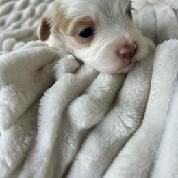 AKC Blue Collar - Red male Havanese puppy in Dallas, Georgia from West Cobb Dogs