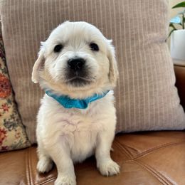 Uranus (blue) - Light golden male Golden Retriever puppy in Pahrump, Nevada from Southern Nevada Goldens