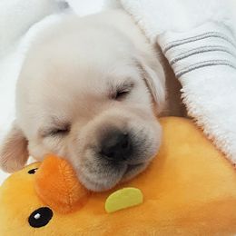 Labrador Retriever Puppies from Saddle Creek English Labradors