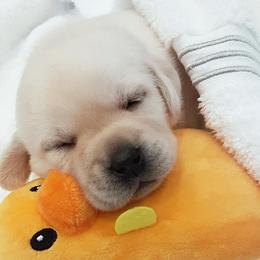 Labrador Retriever Puppies from Saddle Creek English Labradors