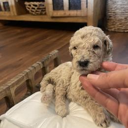 Summer - Apricot female Poodle puppy in Calimesa, California from Coriander Pups