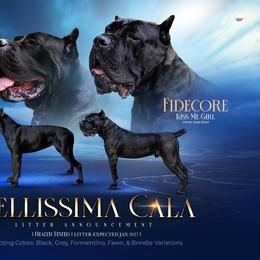 Cane Corso puppies from Bellissima Cala Cane Corso