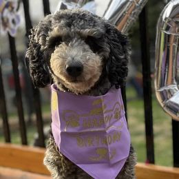 Aussiedoodles and Goldendoodles from Nosie Posie
