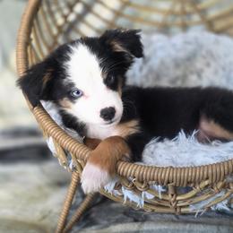 Rolo - Black tri male Miniature Australian Shepherd puppy in Killen, Alabama from Wilkers Wholehearted Mini Aussies