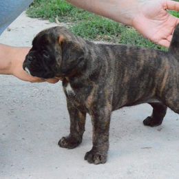Boxer Puppies from Crescent City European Boxers