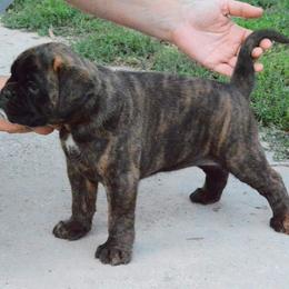Boxer Puppies from Crescent City European Boxers