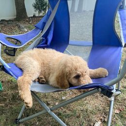 Goldendoodle Puppies from Penny Doodles VA