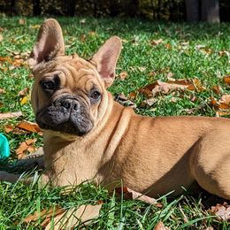 Baby Billy - Blue fawn French Bulldog puppy in Salem, Virginia from Alpine Kennel