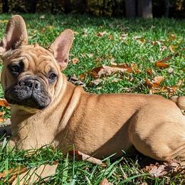 Baby Billy - Blue fawn French Bulldog puppy in Salem, Virginia from Alpine Kennel