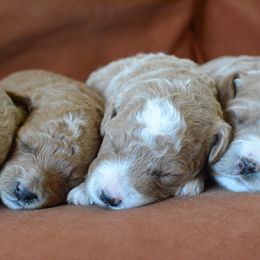 Goldendoodle Puppies from Maggies Doodles (maggiesdoodlesaz.com)