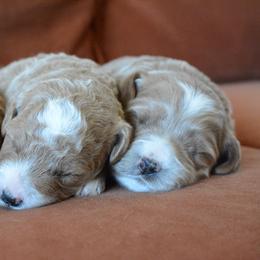 Goldendoodle Puppies from Maggies Doodles (maggiesdoodlesaz.com)