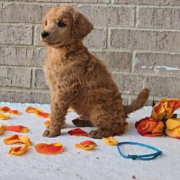 Teal - Apricot male Poodle puppy in Diamond, Missouri from Evening Stars Poodles