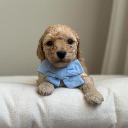 Honey - Apricot male Poodle puppy in Charlotte, North Carolina from Bruno & Co. Puppies