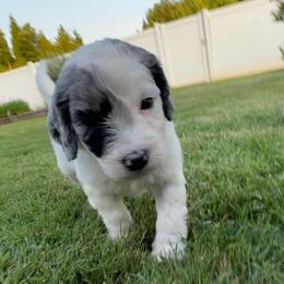 Olive - female Australian Mountain Doodle puppy in Sherrills Ford, North Carolina from Magnolia Grove Farms